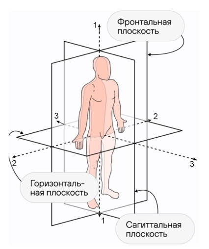 Исходное анатомическое положение